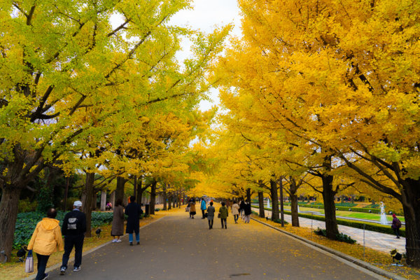 昭和記念公園のいちょう並木
